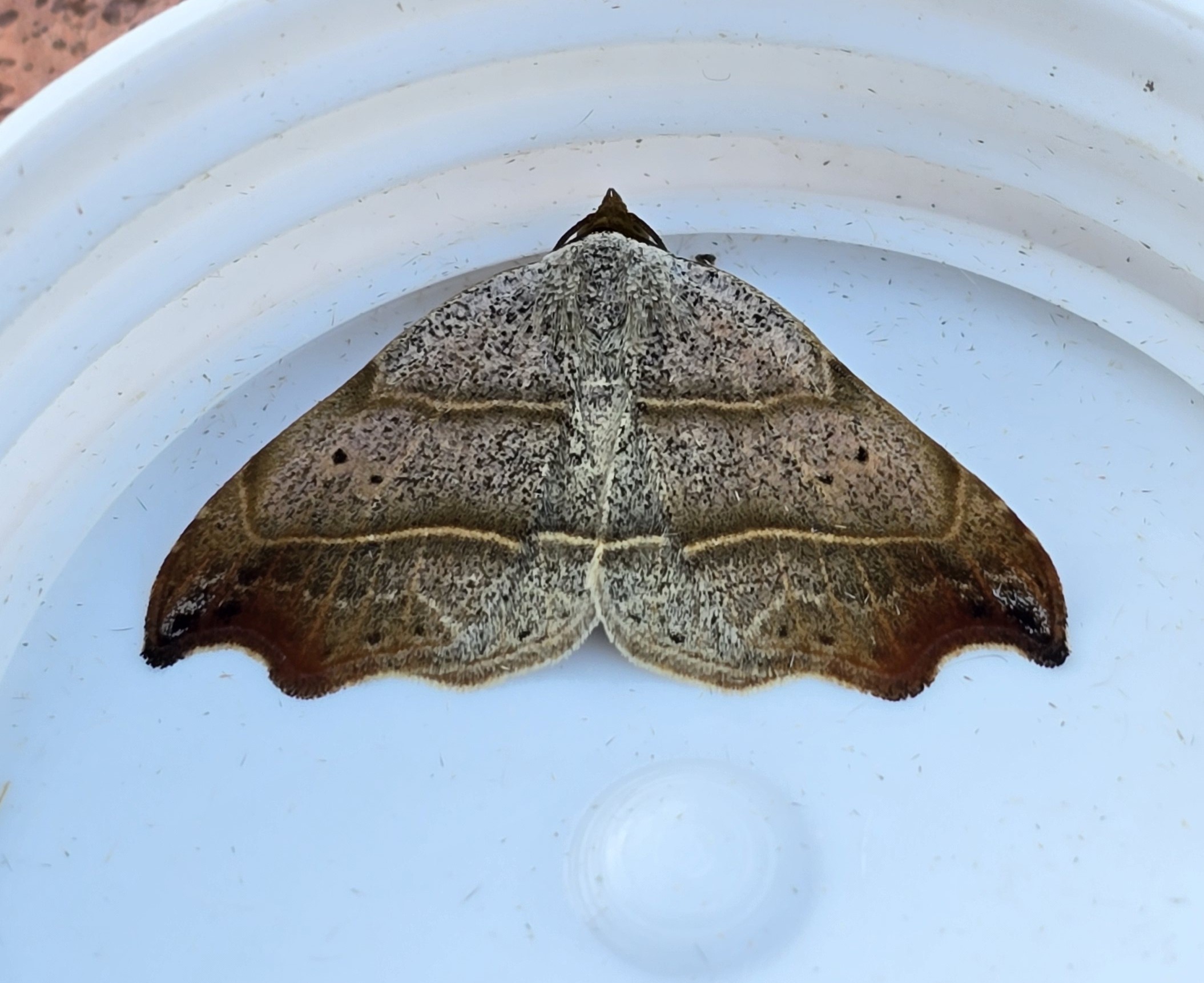 Photo of Beautiful Hook-tip (Laspeyria flexula)